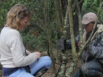 Der Heilige Gral der Wildtierbeobachtung: Waldhund in Paraguay gesichtet