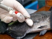 Markierte Fische tauchen wieder auf und enthüllen die Geheimnisse ihrer Wanderung entlang des Paraná-Flusses
