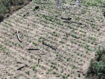 3,5 Millionen US-Dollar schwerer Schlag für Drogenhändler in indigener Gemeinschaft