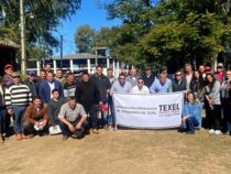 Texel-Zucht auf dem Vormarsch