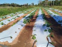 Klimafreundlicher Anbau steigert die Gartenbauproduktion