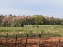 Abholzung und blühende Lapachos: Das Paradoxon von Paraguays Wäldern