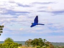 Nach einem Jahr der Erholung fliegt der blaue Ara Perla wieder frei