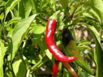 Paraguay eröffnet erste Chilifabrik: Produktion wird in die USA exportiert