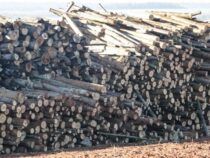 Export von Schnittholz steigt um 76 % dank Forstplantagen