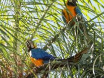 Sensation in Mbaracayú: Gelbbrustaras nach 40 Jahren wieder gesichtet