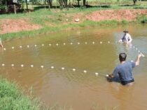Nachhaltiges Einkommen: Wie Fischzucht die Kleinbauern in Paraguay unabhängig macht