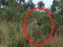 Er erwischte seine Frau beim „Du weißt schon” im Gestrüpp