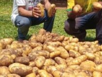 Erfolgsmodell Amambay: Kartoffel-Produktionsplan liefert 2,6 Tonnen reiche Ernte