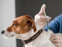 Tollwut: 100 % tödlich – 100 % vermeidbar