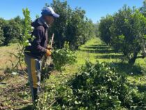 Absturz der Mate-Tee-Preise trifft Kleinbauern hart