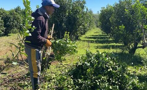 Preise im Keller: Nullmarge gefährdet die Nachhaltigkeit des Yerba-Mate-Anbaus