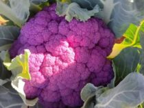 Blickfang auf dem Feld: Erstmals lila Blumenkohl geerntet