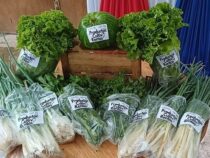 Gemüse aus dem Gefängnis: Projekt Villarrica bildet Häftlinge aus und beliefert den lokalen Markt