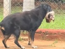 “Krokodil, das schläft, wird zur Brieftasche“: Grillmeister zahlt teuer für Unachtsamkeit