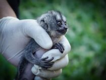 Zwei Nachtaffen wurden in Luque durch einen verdeckten Kauf gerettet 