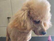 Hündin “Sanny“ in der Kolonie Independencia vermisst – Hohe Belohnung ausgesetzt