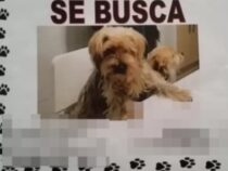 Schamlose Erpressung: Kriminelle nutzen die Verzweiflung von Besitzern verlorener Haustiere aus