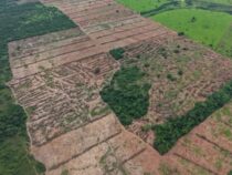 Schockierende Fotos von illegaler Rodung mobilisieren Anwohner in San Pedro ​