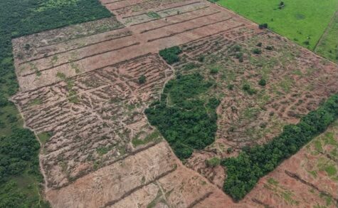 Schockierende Fotos von illegaler Rodung mobilisieren Anwohner in San Pedro 