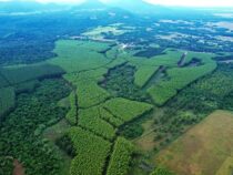 La Rivera: Paraguays Entwicklungsmotor zwischen Wald, Wohnbau und sozialer Verpflichtung