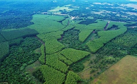 La Rivera: Paraguays Entwicklungsmotor zwischen Wald, Wohnbau und sozialer Verpflichtung