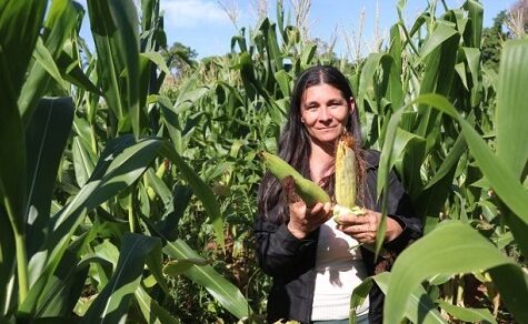 Pünktlich zum Fest: 1.500 Familien ernten ersten Mais für das Weihnachtsessen