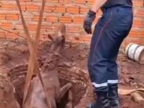 Pferd aus Brunnen gerettet