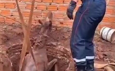 Pferd aus Brunnen gerettet