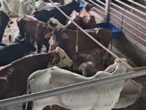 Polizeiaktion in Loma Plata: Brandzeichen-Irregularitäten führen zur Beschlagnahmung von 45 Stück Vieh