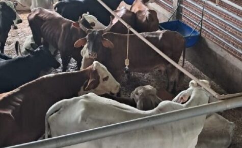 Polizeiaktion in Loma Plata: Brandzeichen-Irregularitäten führen zur Beschlagnahmung von 45 Stück Vieh