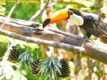 Weihnachtsmenü mal anders: Tukane in Tekotopa suchen ihr Futter in Girlanden