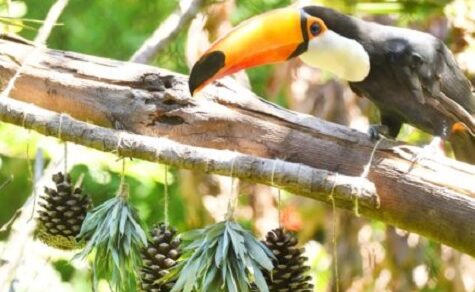 Weihnachtsmenü mal anders: Tukane in Tekotopa suchen ihr Futter in Girlanden
