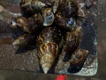 Gesundheitsrisiko im Garten: Giftige Riesenschnecken überfallen Wohnviertel