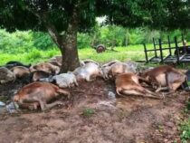 Blitzschlag tötet fast 20 Kühe während eines schweren Unwetters