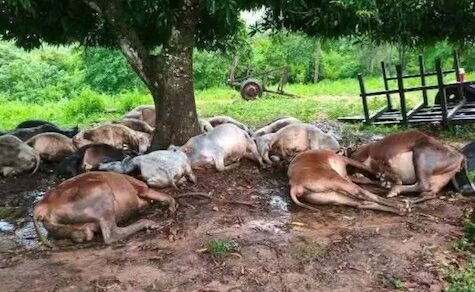 Blitzschlag tötet fast 20 Kühe während eines schweren Unwetters