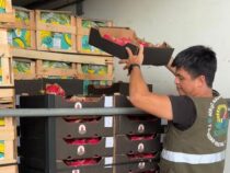 Paraguay exportiert erstmals Pitahaya nach Uruguay