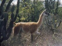 Eines der wenigen Guanacos, die im paraguayischen Chaco leben