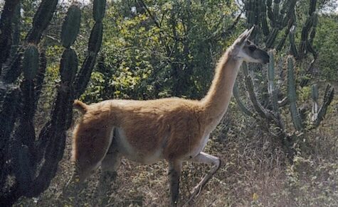Eines der wenigen Guanacos, die im paraguayischen Chaco leben