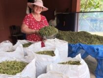 Grünes Gold auf kleiner Fläche: Inés Romañuk und ihr florierendes Heilpflanzen-Business