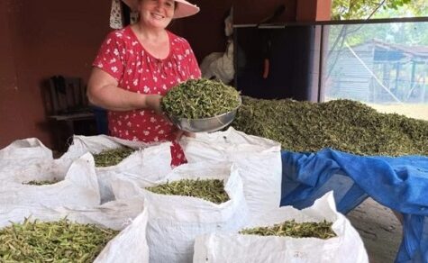 Grünes Gold auf kleiner Fläche: Inés Romañuk und ihr florierendes Heilpflanzen-Business