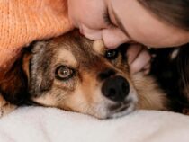 Historischer Durchbruch: Tiere in Paraguay sind keine “Sachen“ mehr