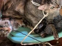 Mit Kabeln gefesselt: Grausiger Fund in San Lorenzo