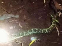 Wettlauf gegen den Tod: Ärzte retten Jungen nach Schlangen-Angriff