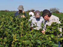 Gefahr für den Exportmotor: Asiatischer Sojarost bedroht Paraguays wichtigste Einnahmequelle