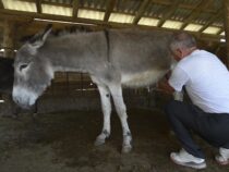 Eselsmilch und Eselskäse, ein Trend mit vielversprechenden Einnahmen