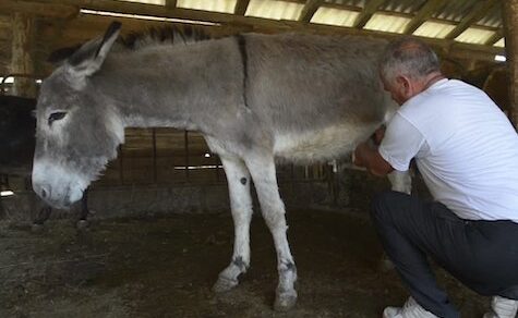 Eselsmilch und Eselskäse, ein Trend mit vielversprechenden Einnahmen