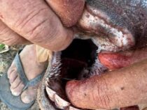 Das Schweigen der Wälder: Mysteriöser Tod eines Kälbchens erschüttert Paso Pucú