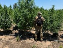 Drogen-Farmen im Naturschutzgebiet: Hochmoderne Bewässerung im Nationalpark entdeckt