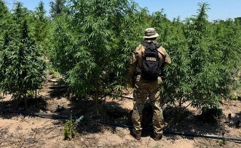 Drogen-Farmen im Naturschutzgebiet: Hochmoderne Bewässerung im Nationalpark entdeckt